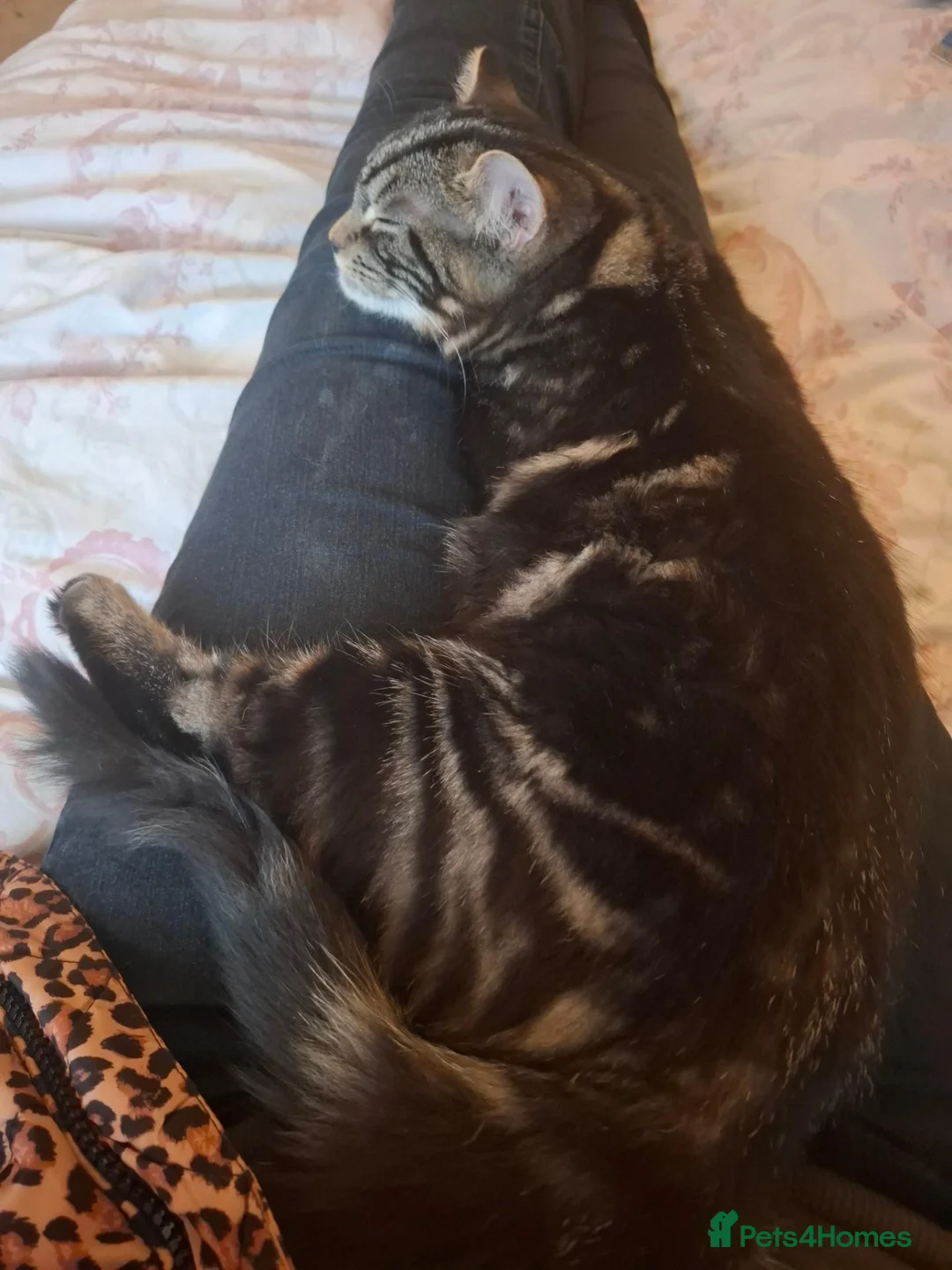 Mixed Breed cats for sale: Looking for a Good home for my Tabby Male Kitten  in Banbury - Advert 2