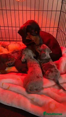 Dachshund dogs Dachshund  - Advert 9