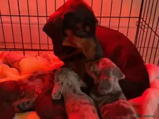 Dachshund dogs Dachshund - Advert 1