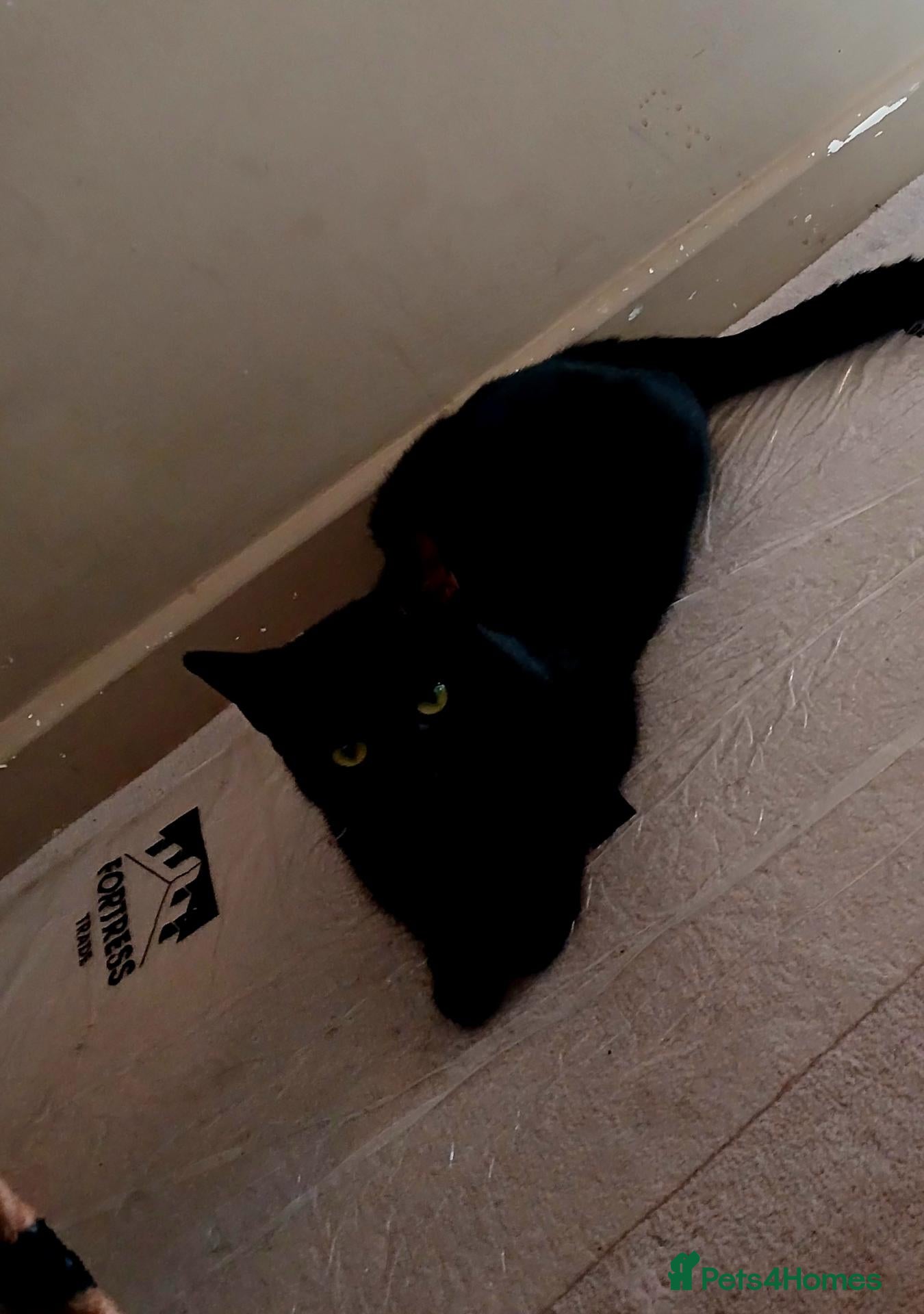 Mixed Breed cats For sale  - Advert 1
