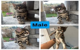 Bengal cats for sale: Bengal kittens 1 MALE REMAINING!! Ready now! - Image 3