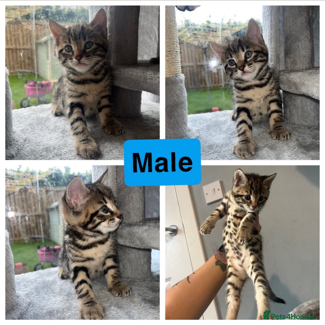 Bengal cats for sale: Bengal kittens 1 MALE REMAINING!! Ready now! - Image 3