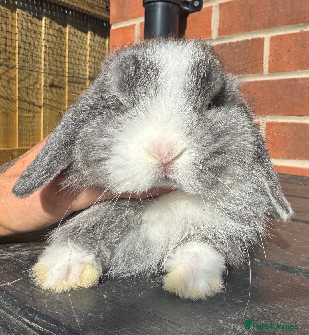 Mini Lop rabbits for sale: Mini Lops Small Well Handled  - Image 5