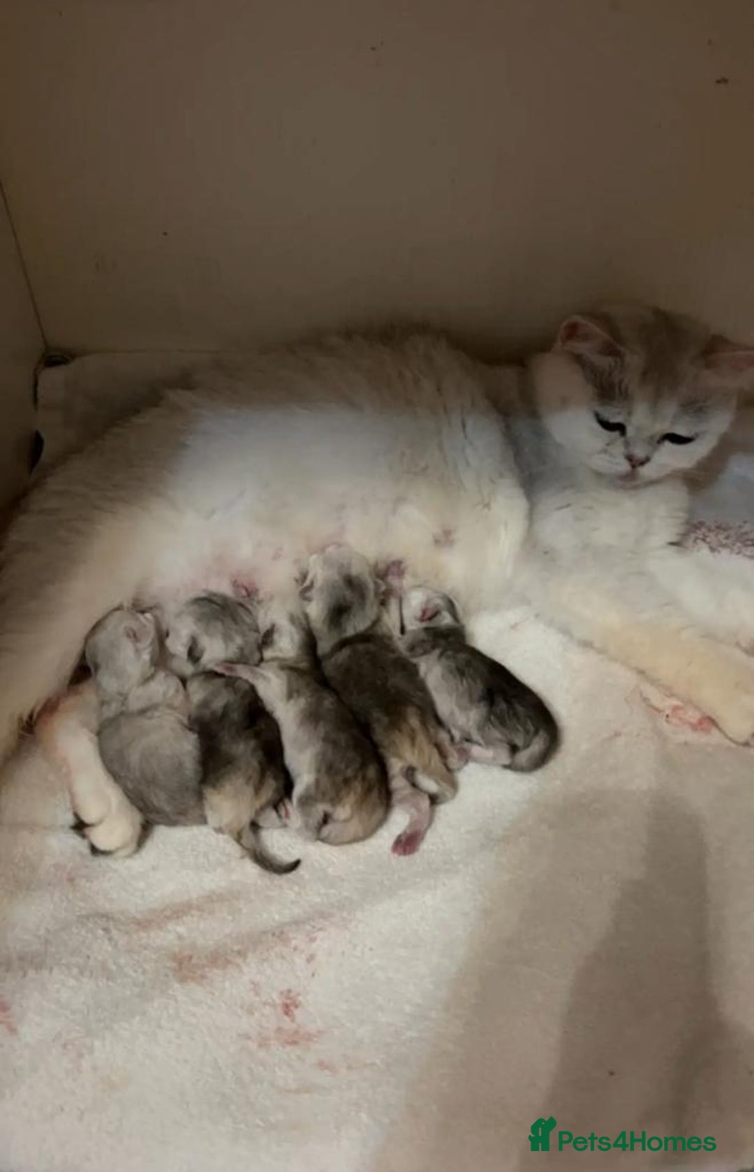 Scottish Fold cats for sale: Scottish fold and straight kittens  - Advert 2