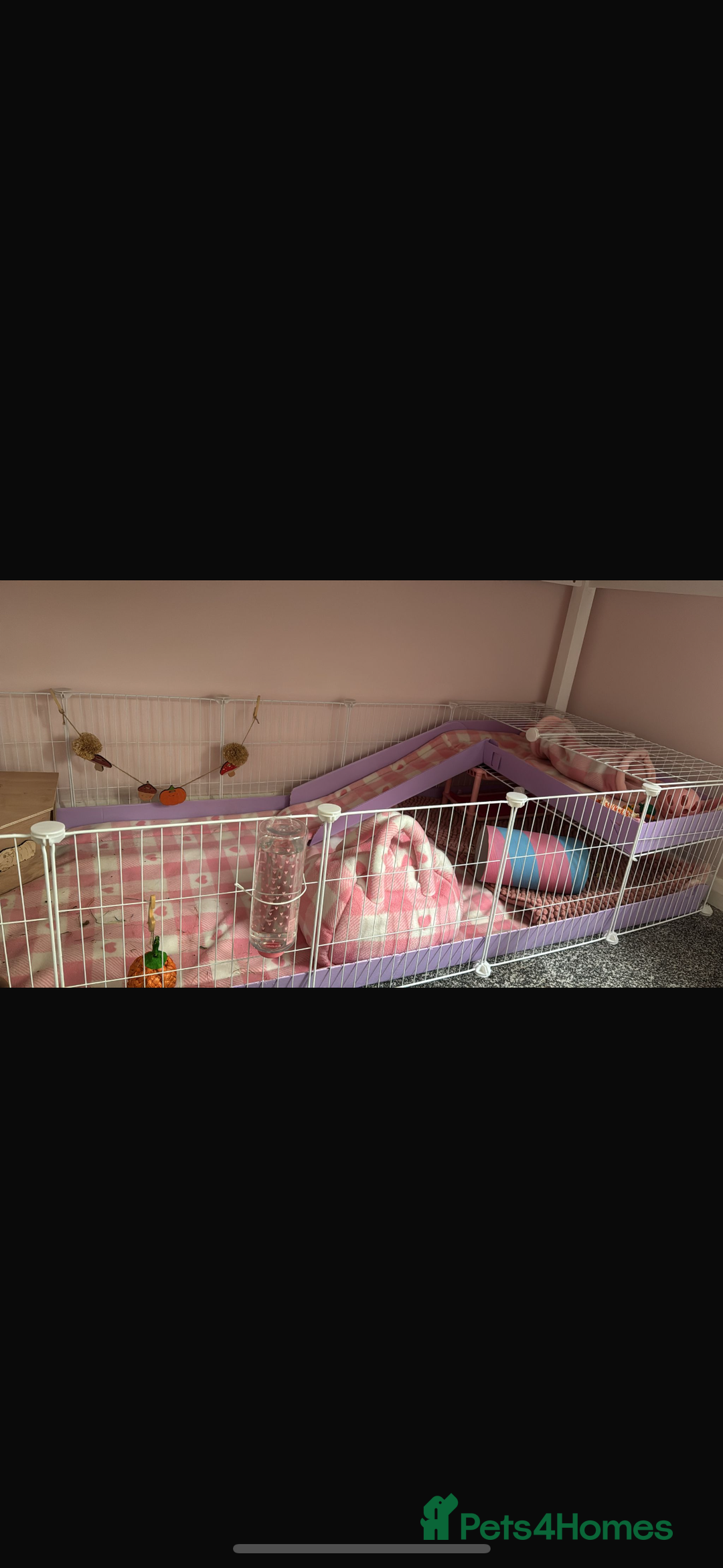 Guinea Pig rodents for sale: Four guinea pigs + full cage set up.  - Image 1