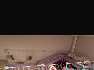 Guinea Pig rodents - Advert 1