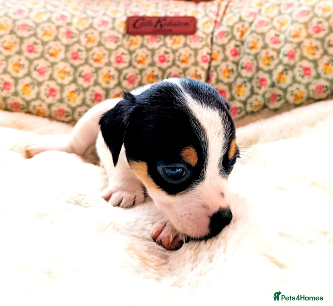 Jack Chi dogs for sale: Jack-Chi pups for sale. in Carmarthen - Advert 2