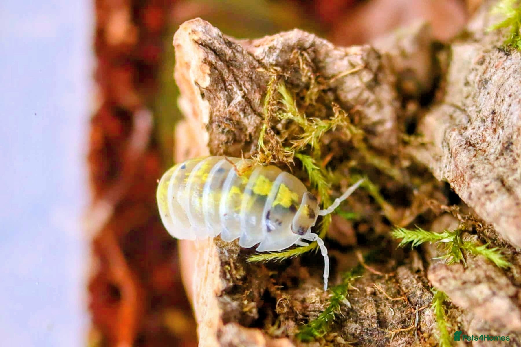 Isopods invertebrates 10 x Armadillidium Vulgare Magic Potion Isopods  - Advert 10