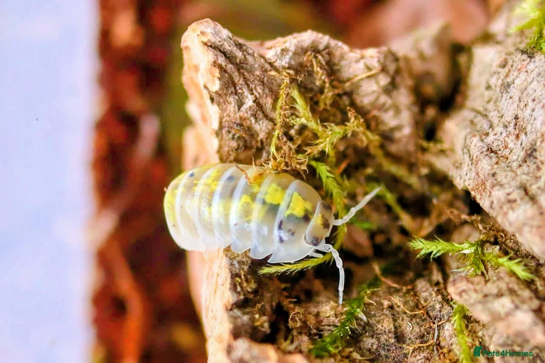 Isopods invertebrates for sale: 10 x Armadillidium Vulgare Magic Potion Isopods  - Advert 1