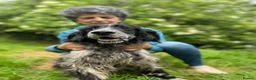 English Setter dogs for adoption: Terry in Norwich - Advert 8