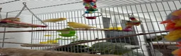 Canaries birds for sale: Singing canaries  - Advert 1