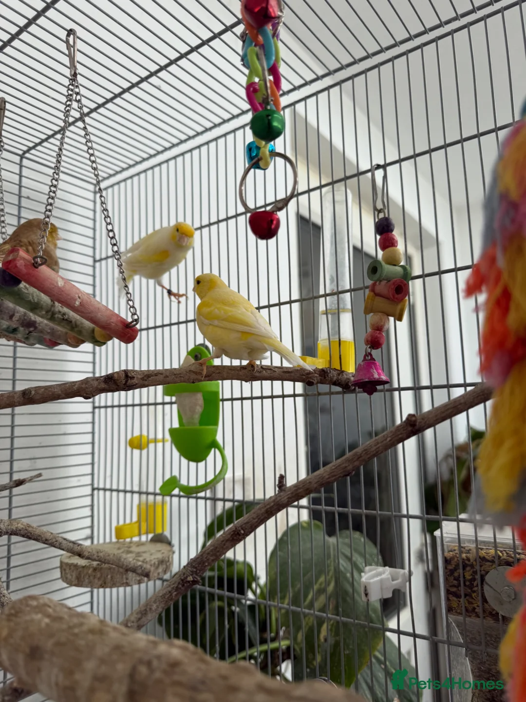 Canaries birds for sale: Singing canaries  - Advert 1