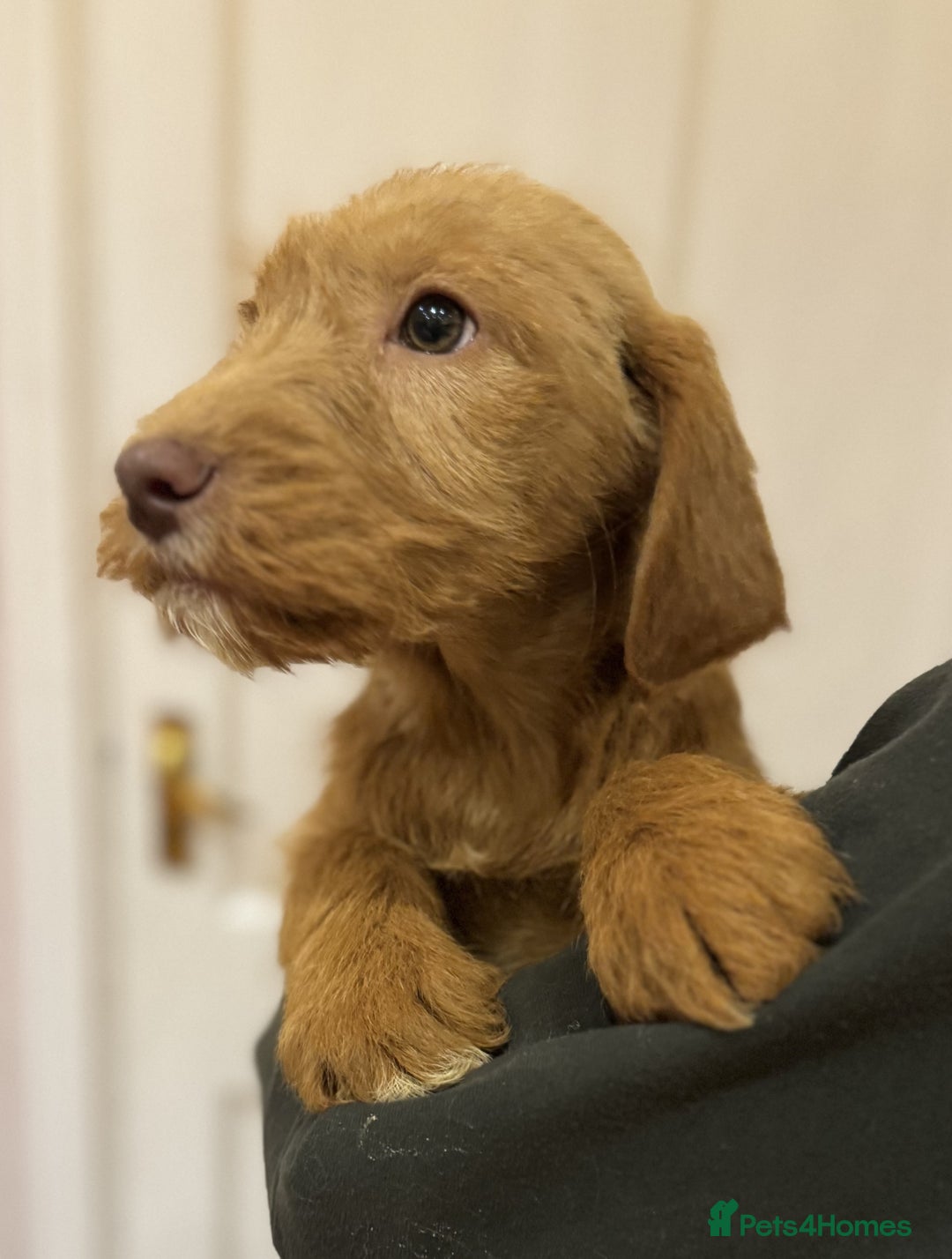 Labradoodle dogs for sale: 5* Fully Vaccinated Australian Labradoodle x Lab - Advert 3