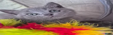 British Shorthair 4