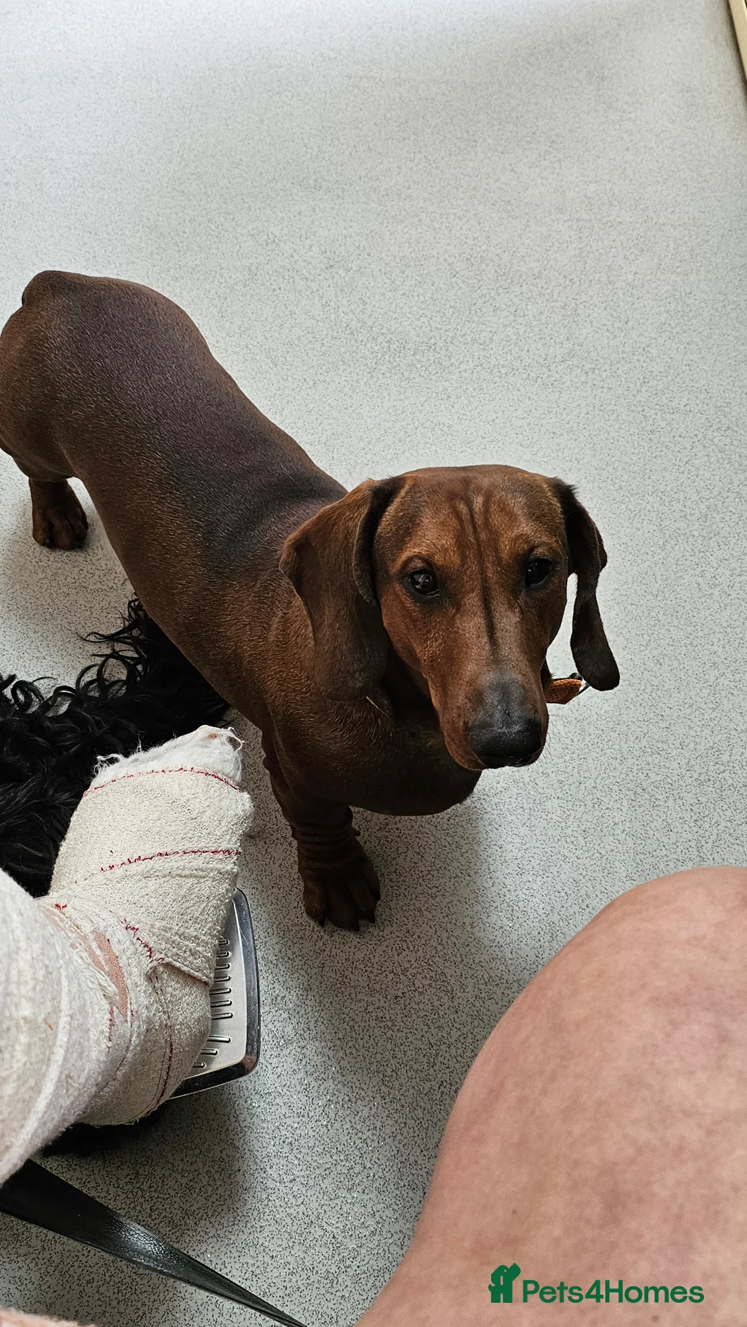 Dachshund dogs for sale: Ready Now ! KC Standard Dachshund puppies!  - Advert 12