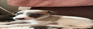 Whippet 6