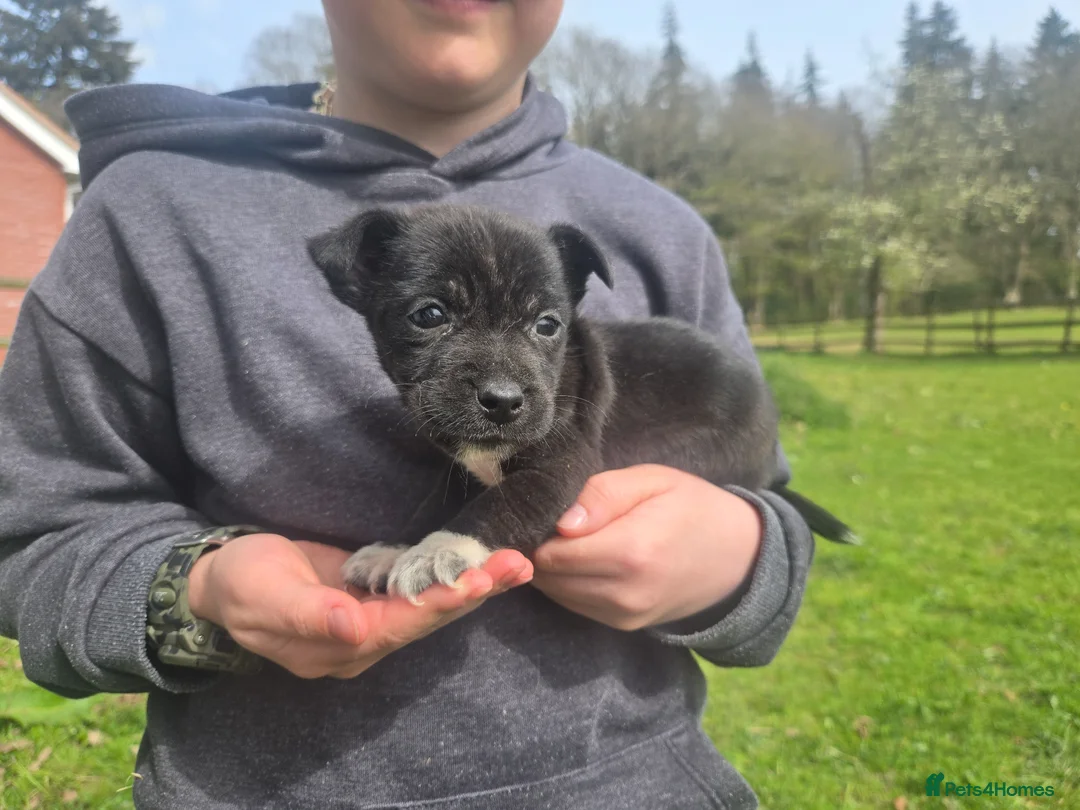 Jack Russell dogs for sale: Stunning jack russell pups - Advert 2