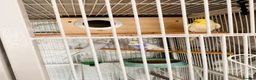 Budgerigars birds for sale: 6 Beautiful Budgies for Sale Including Cage & Food in Stevenage - Advert 13