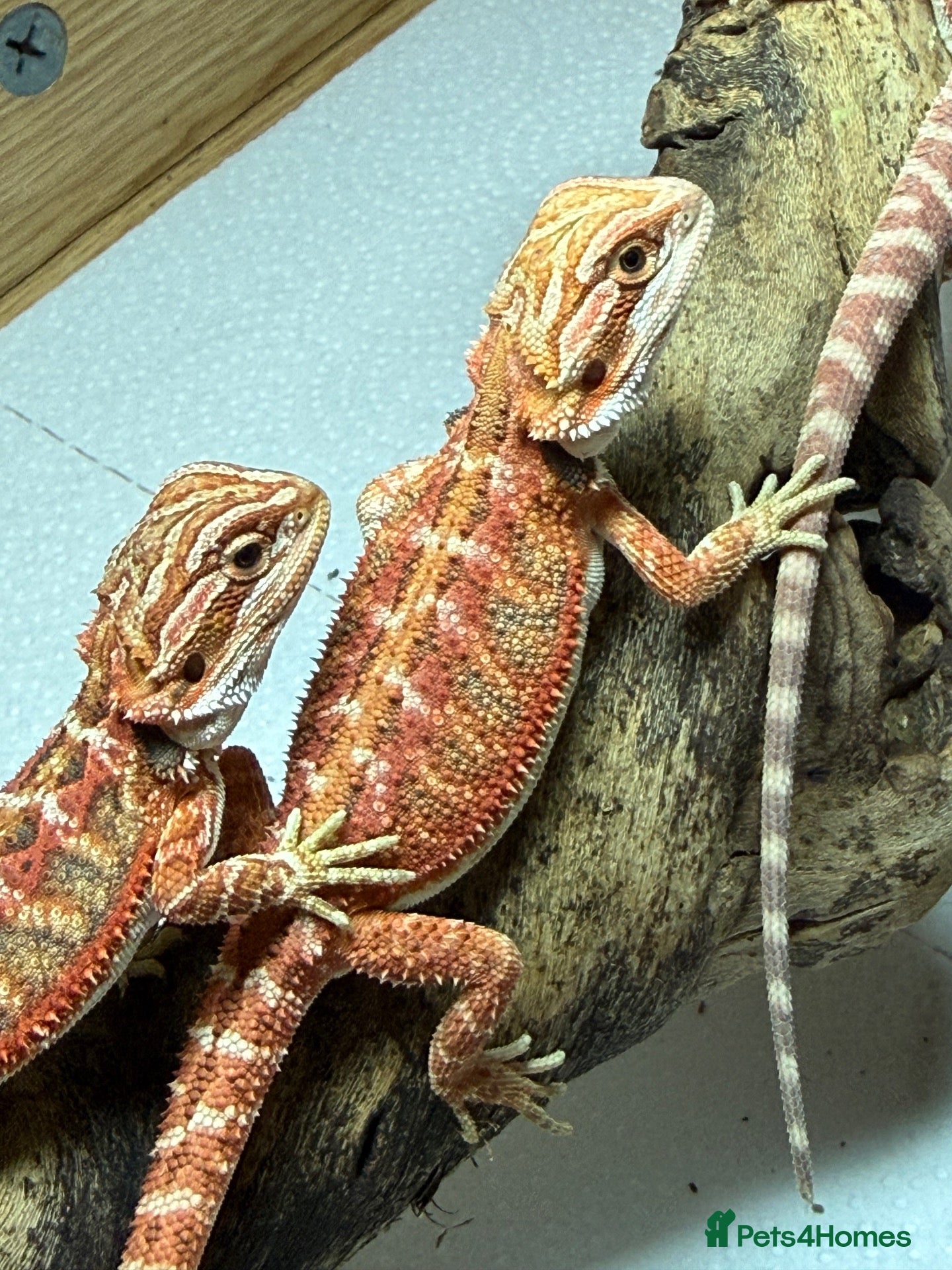 Bearded Dragon reptiles 💥💥💥Baby Dragons! Payday special £175!!! 💥💥💥 - Advert 2