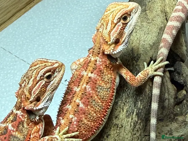 Bearded Dragon reptiles for sale: 💥💥💥Baby Dragons! Last few remaining £100 💥💥💥 - Advert 2