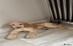 Cocker Spaniel dogs for sale: Murphy- Show Cocker Spaniel - Image 2