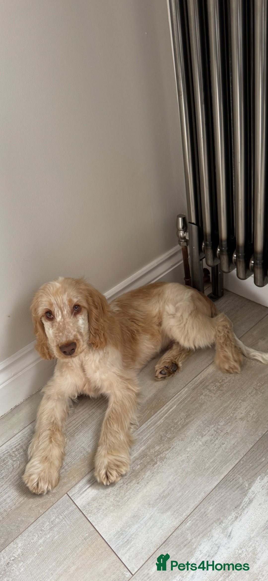 Cocker Spaniel dogs for sale: Murphy- Show Cocker Spaniel - Image 2