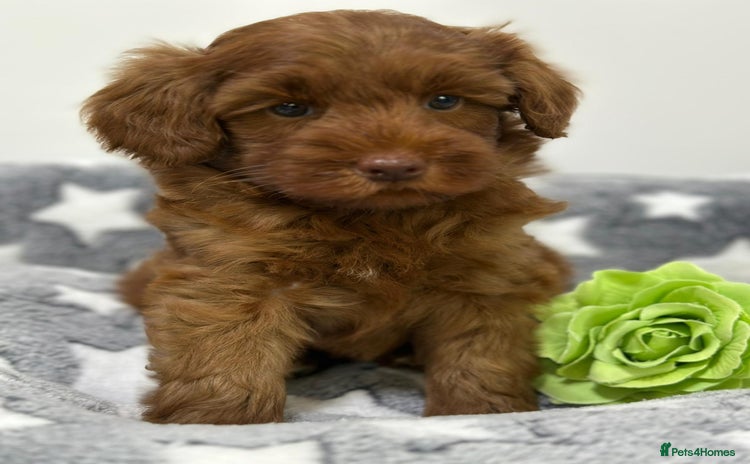 Australian Labradoodle dogs - Advert 1