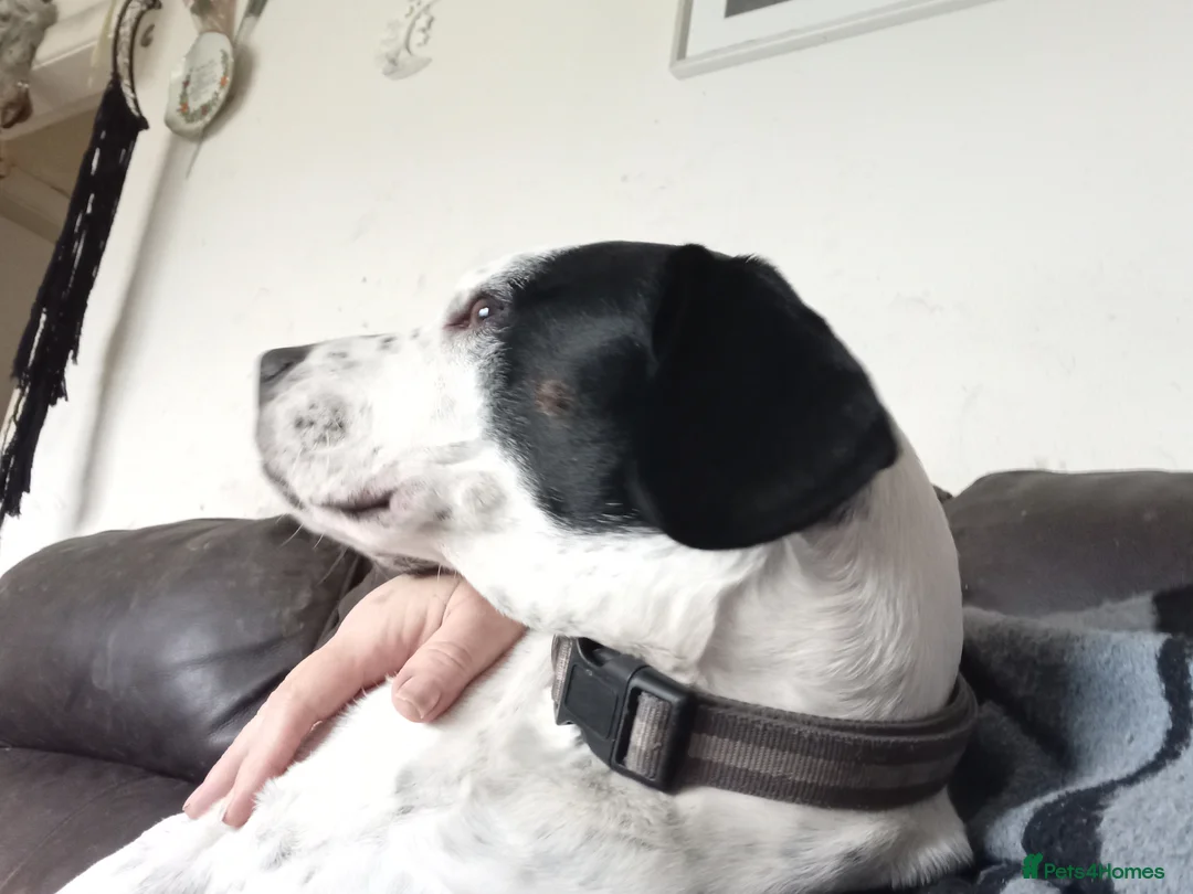 Mixed Breed dogs for sale: Chungus  in Oldham - Advert 2