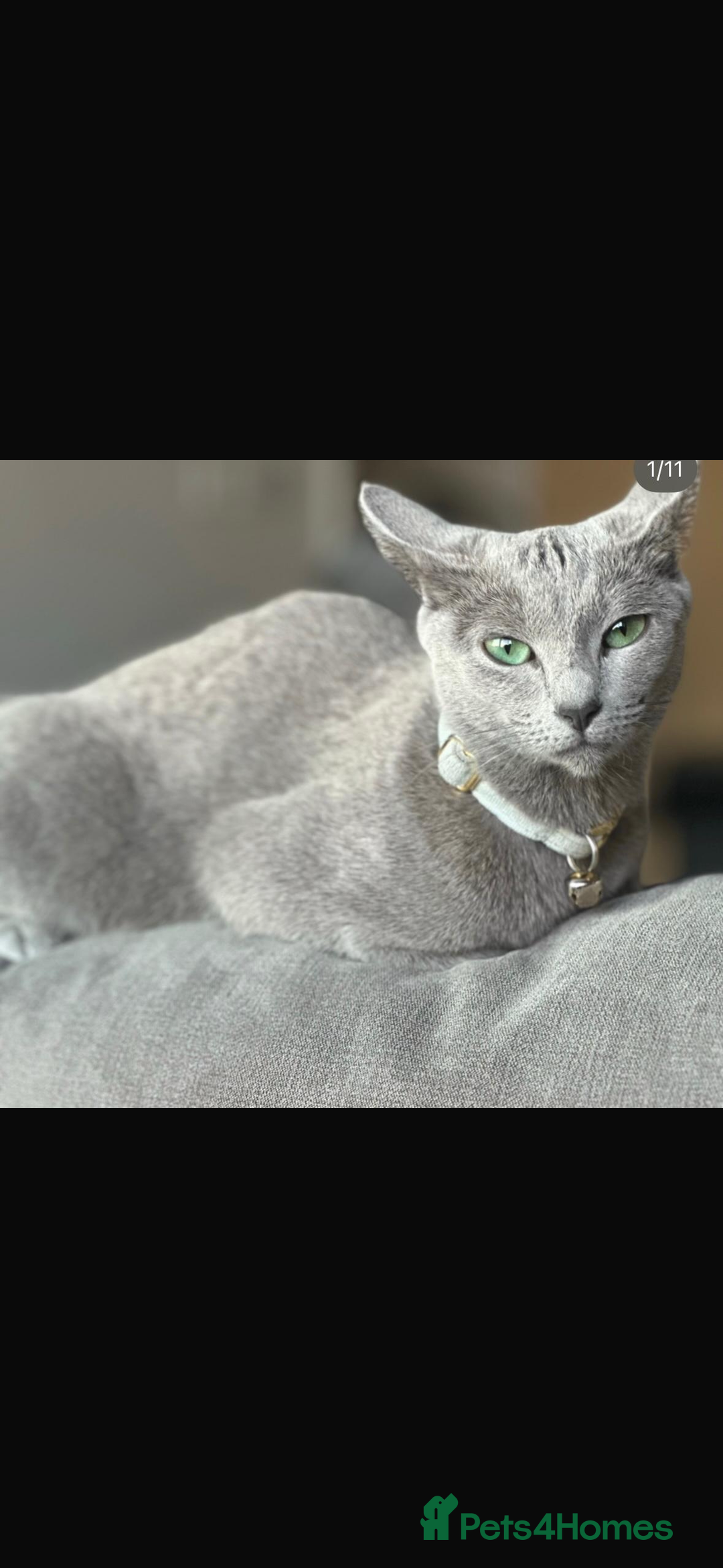Russian Blue cats for sale: Beautiful Russian blue girl for sale  - Advert 5