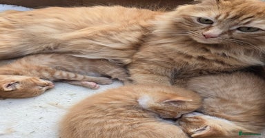 Mixed Breed cats - Advert 13