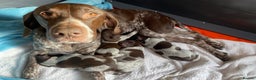 German Shorthaired Pointer dogs for sale: PERFECT TOP DOG £3500 - Advert 2