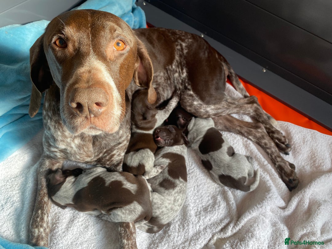 German Shorthaired Pointer dogs for sale: PERFECT TOP DOG £3500 - Advert 2