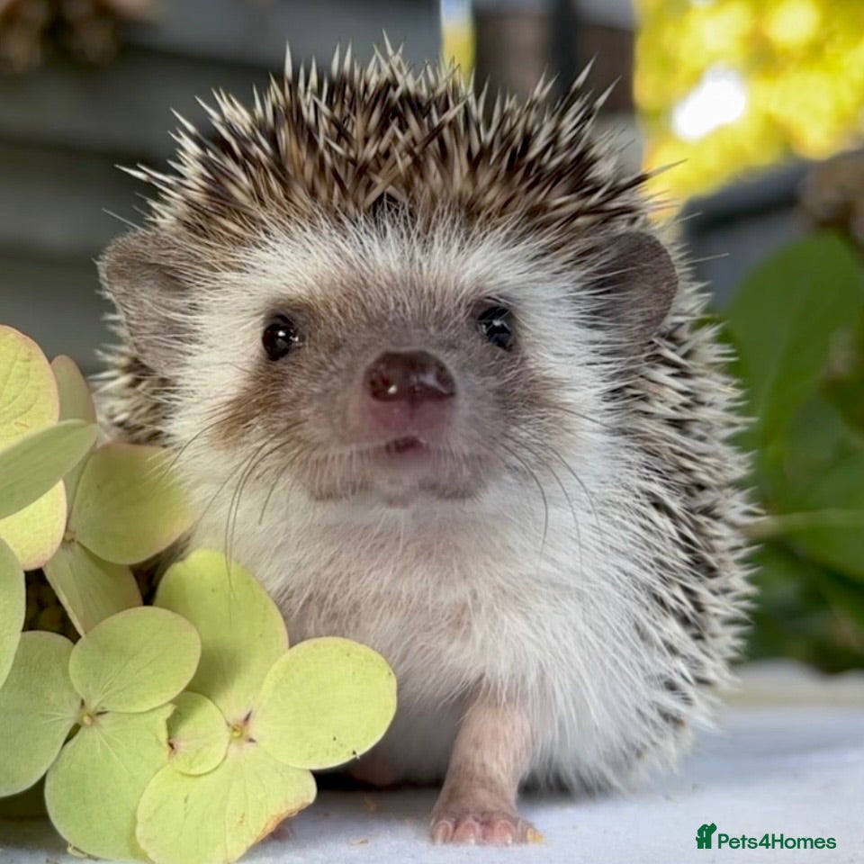 Pygmy Hedgehog rodents Boy African Pygmy Hedgehog Ethnical breeding mixed - Advert 2