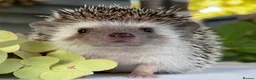 Pygmy Hedgehog rodents for sale: Boy African Pygmy Hedgehog Ethnical breeding mixed - Advert 2