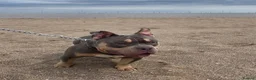 American Bully dogs for stud: Hulk micro bully for stud  - Advert 2