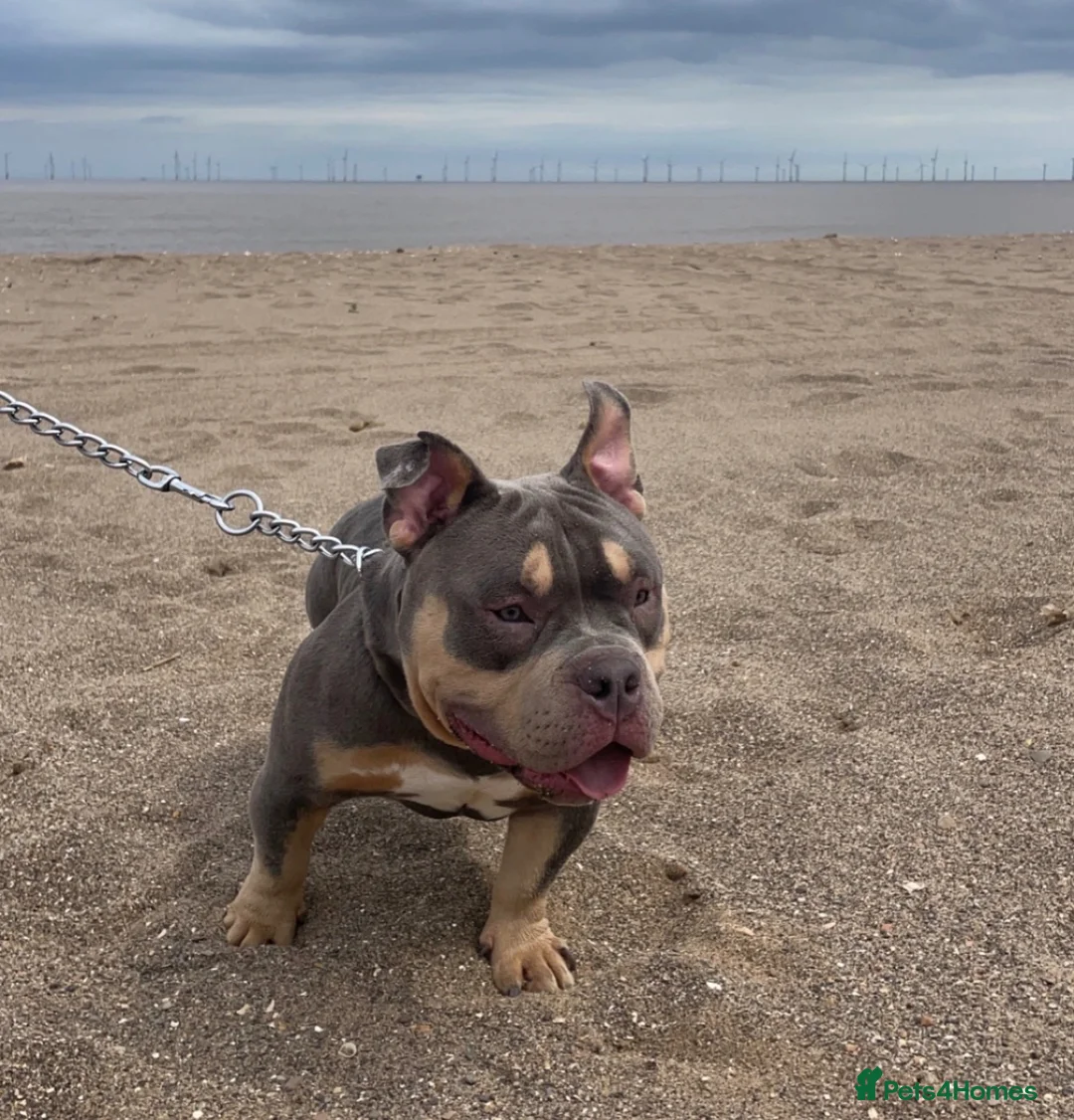 American Bully dogs for stud: Hulk micro bully for stud  - Advert 2