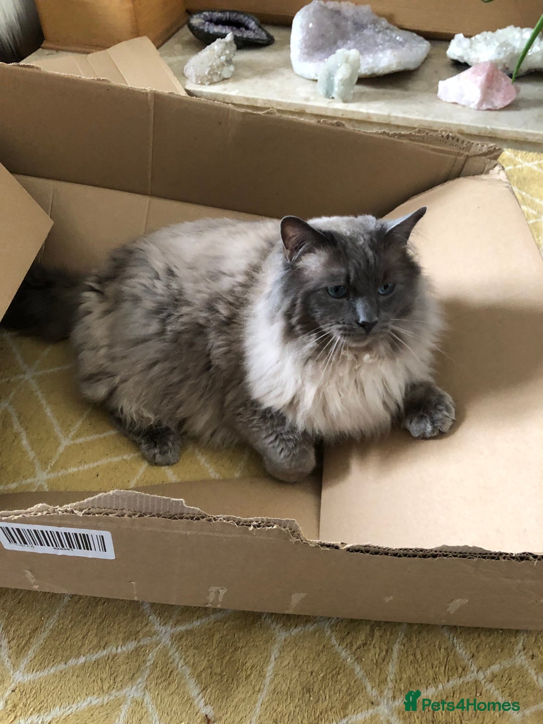 Ragdoll cats for stud: Handsome Ragdoll Stud Blue Point chocolate carrier - Advert 3