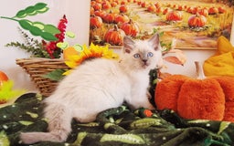 Ragdoll cats for sale: GCCF Ragdoll Kittens - Outstanding!  - Image 16