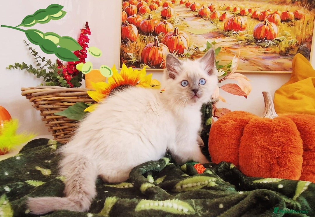 Ragdoll cats for sale: GCCF Ragdoll Kittens - Outstanding!  - Image 16