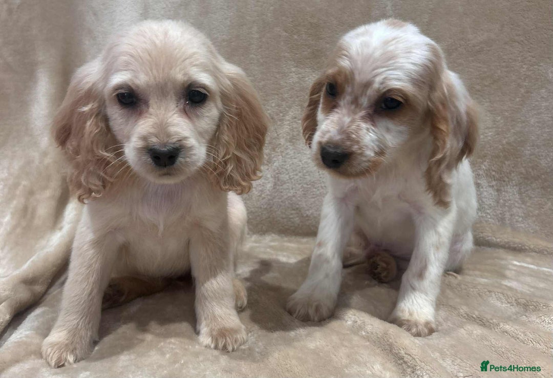 Cockapoo dogs for sale: Stunning cockapoo puppies - Advert 20