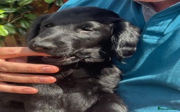 Flat coated Retriever dogs for sale: One beautiful boy puppy ready to go - Image 3