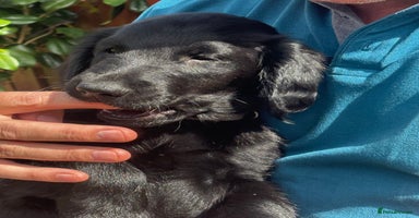 Flat coated Retriever dogs - Advert 10