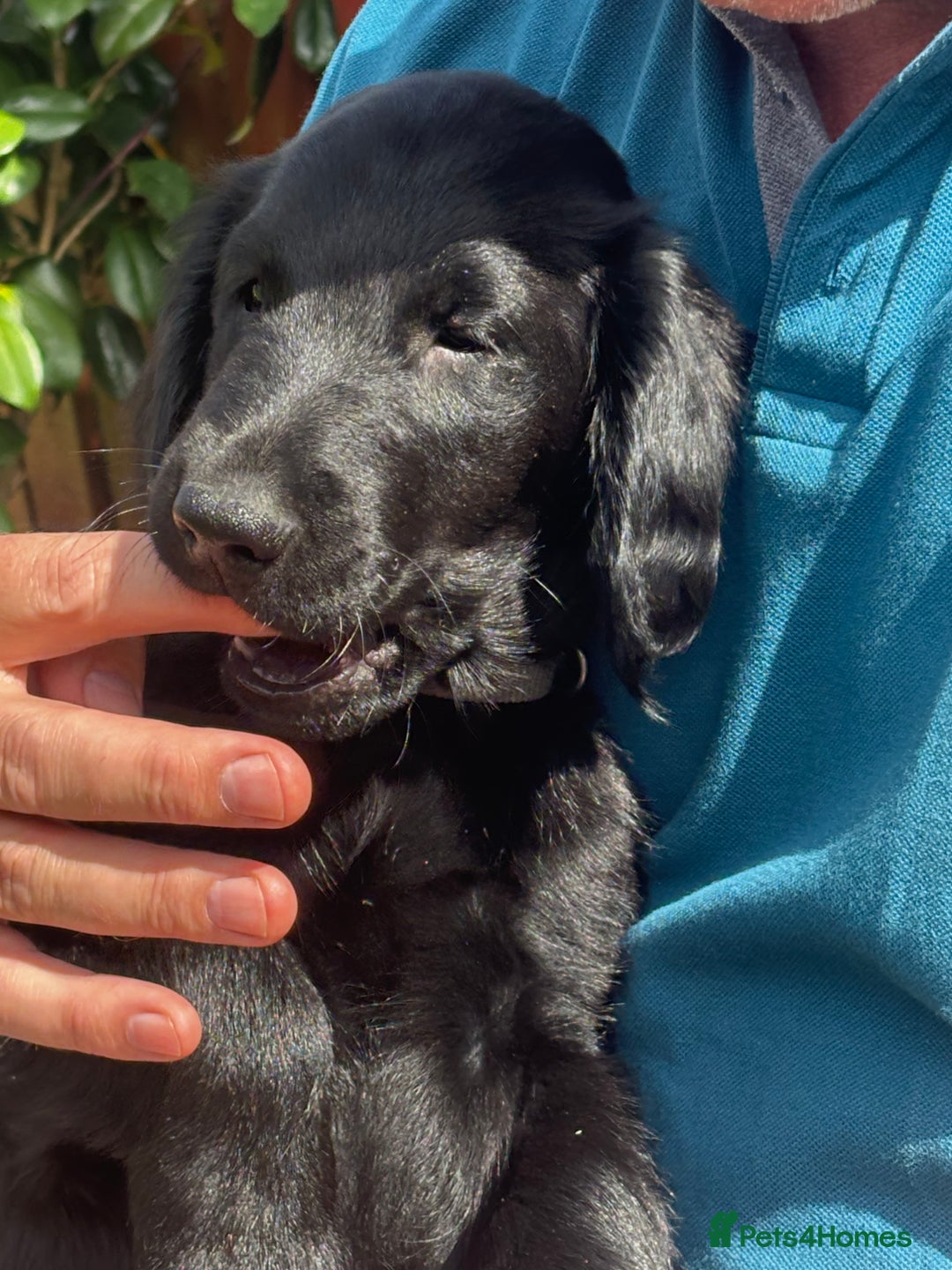 Flat coated Retriever dogs for sale: One beautiful boy puppy ready to go - Image 3