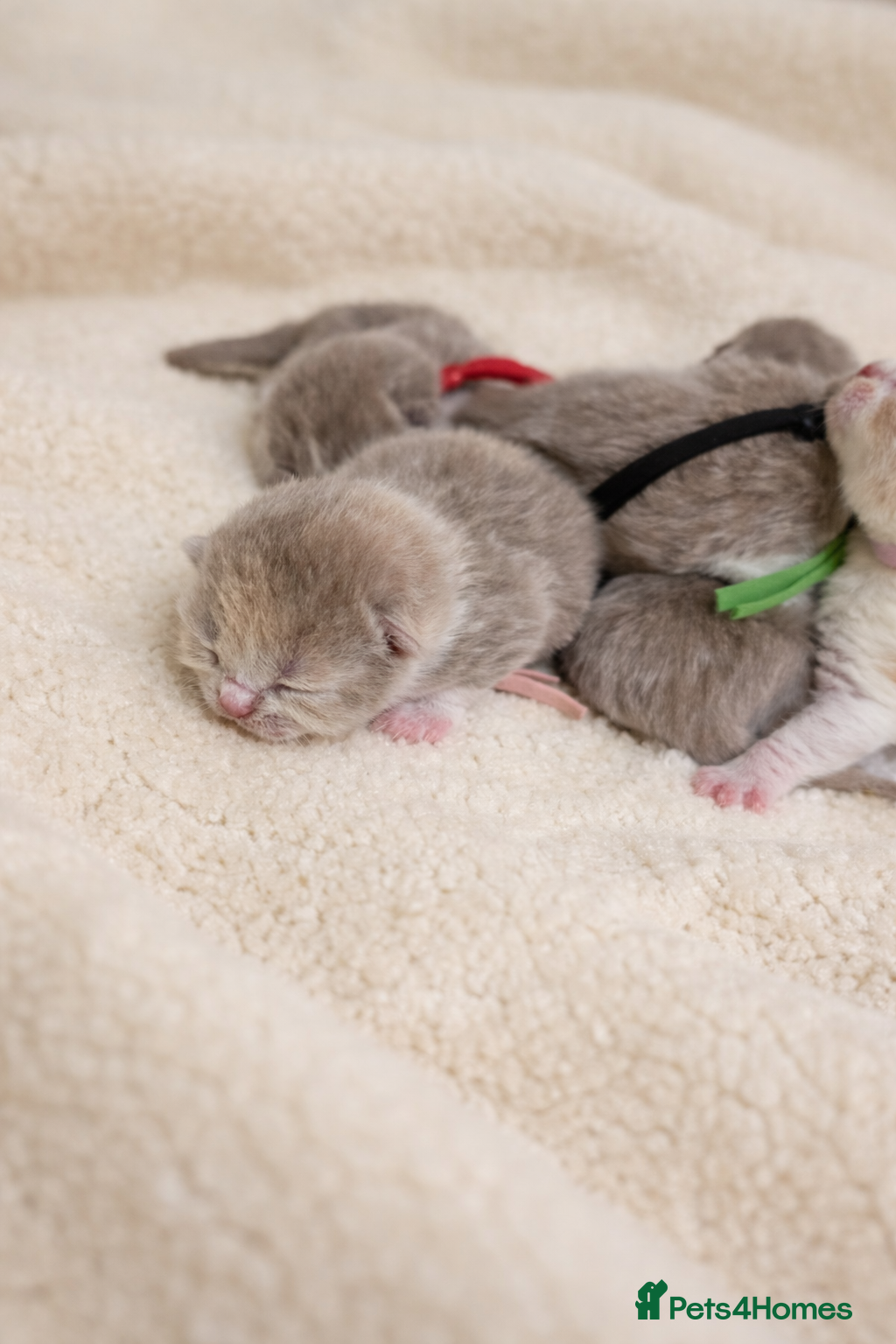 British Shorthair cats 🌟Exceptional quality British shorthair kittens🌟  - Advert 2