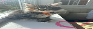 Maine Coon 3