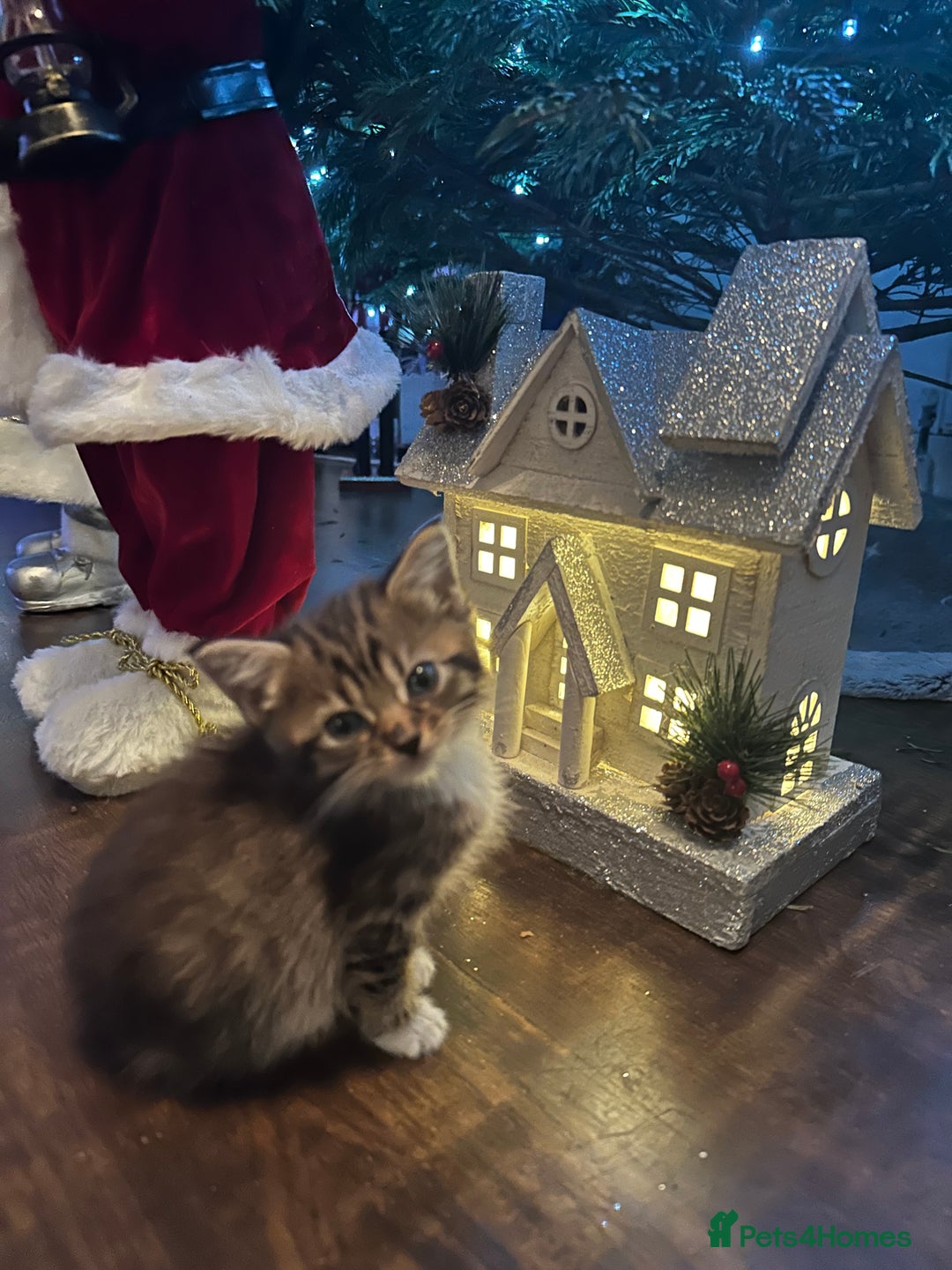 Mixed Breed cats for sale: 3 Half Ragdoll kittens; 2 boys and 1 girl - Advert 22