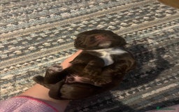 Cocker Spaniel dogs for sale: Cocker spaniel puppies - Image 9