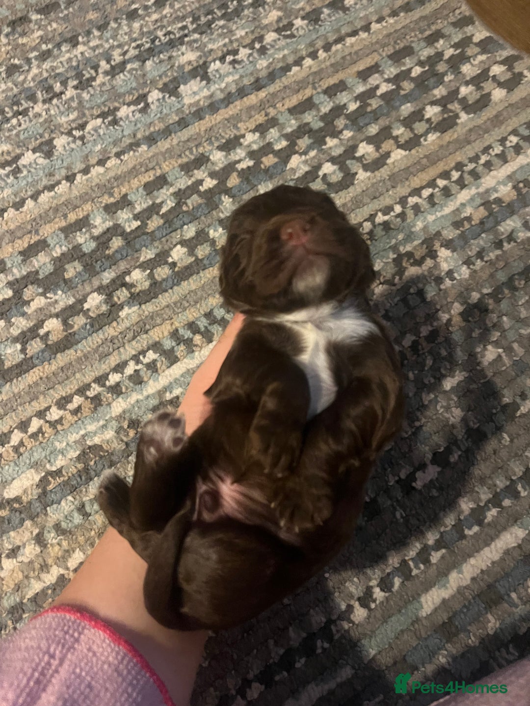 Cocker Spaniel dogs for sale: Cocker spaniel puppies - Image 9