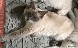 Ragdoll cats for sale: 4 Ragdoll kittens looking for their  forever home - Image 1