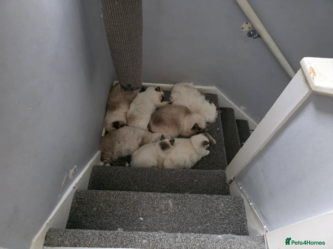 Ragdoll cats for sale: 2 GCCF REGISTERED SISTERS - Advert 2